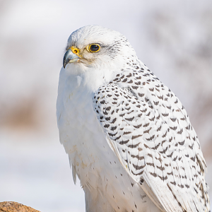 Gyrfalcon