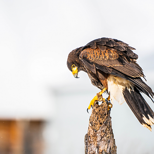 Harris's Hawk