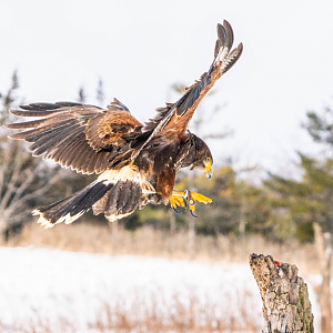 Harris's Hawk landing