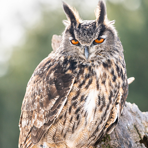 Eurasian Eagle Owl