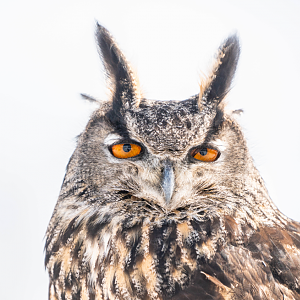 Eurasian Eagle Owl