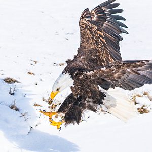Bald Eagle landing