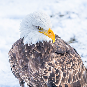 Bald Eagle