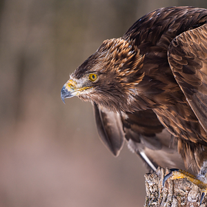 Golden Eagle