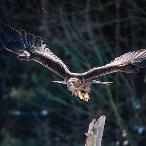 Golden Eagle taking off