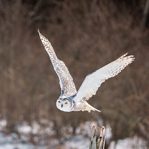 Female Snowy Owl