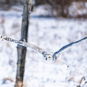 Female Snowy Owl flying