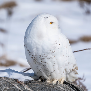 Male Snowy Owl