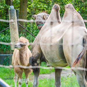 Bactrian Camels mom and daughter