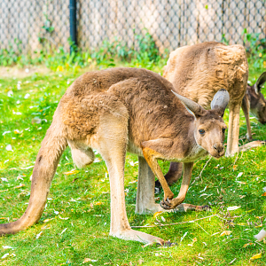Simon the male Western Gray Kangaroo