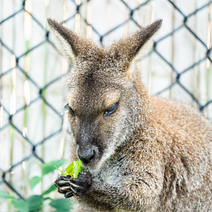 Stevie the female Bennett's Wallaby