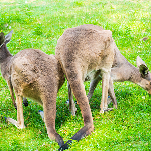 Western Gray Kangaroo mom and son