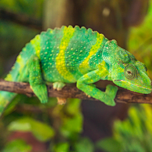 Meller's Chameleon