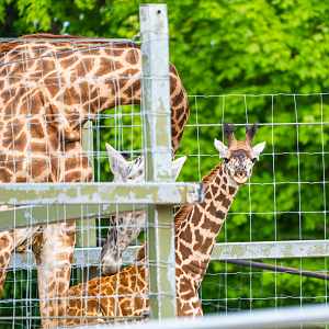 Masai Giraffes mom and daughter