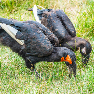 Southern Ground Hornbills