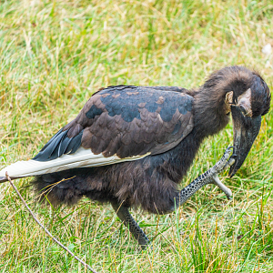 Juvenile Southern Ground Hornbill