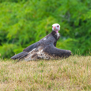 Lloyd the White-headed Vulture