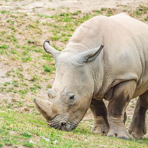 Theodore the White Rhino boy