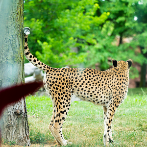Cheetah peeing!