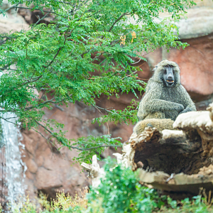Olive Baboon