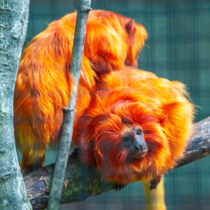 Golden Lion Tamarins grooming