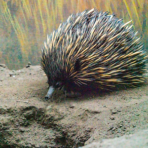 Annie the female Short-beaked Echidna