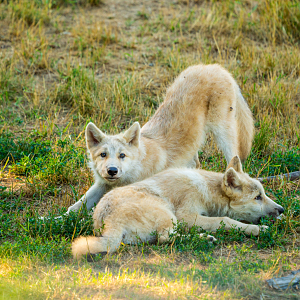 Arctic Wolf cubs