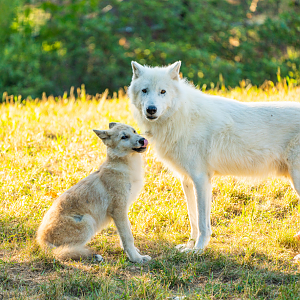 Arctic Wolves adult and cub