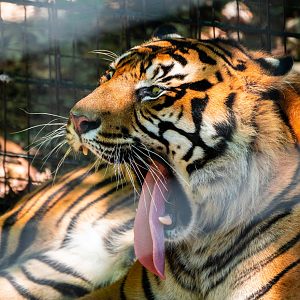 Harimau Kayu the male Sumatran Tiger