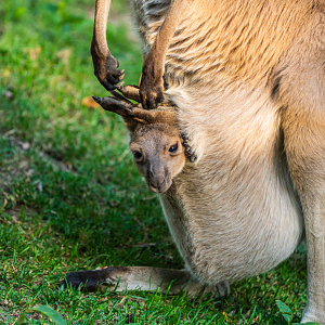 Sydney the mother Western Gray Kangaroo and her Joey