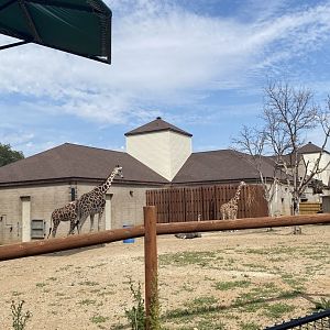 African hoofstock- reticulated giraffe/ostrich/plains zebra exhibit