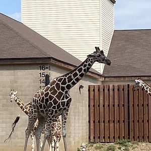 African hoofstock- giraffe