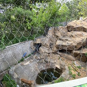 Large cats- cougar exhibit