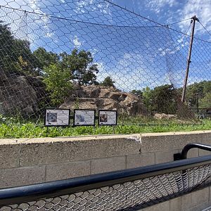 Large cats- snow leopard exhibit