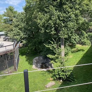 Large cats- African lion exhibit
