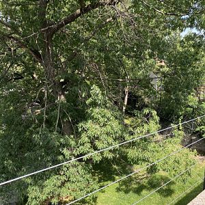 Large cats- African lion exhibit
