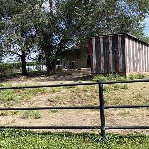 Old hoofstock- caribou exhibit