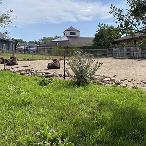 Old hoofstock- American bison exhibit