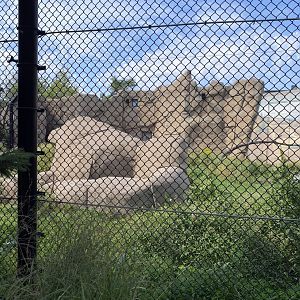 Polar bear odyssey- polar bear exhibit #2