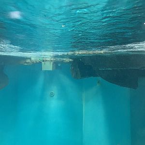 Aquatics- Tufted Puffin exhibit underwater viewing