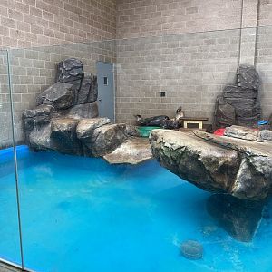 Aquatics- indoor harbor seal & California sea lion exhibit.