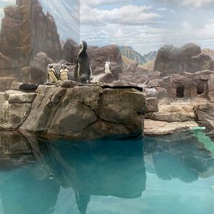 Aquatics- African penguin exhibit.