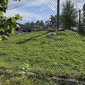 Gorilla forest- western lowland gorilla exhibit #2