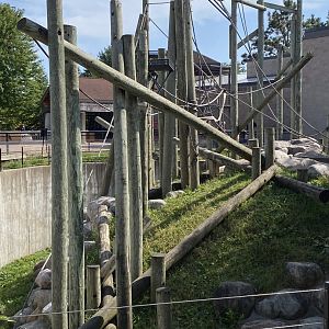 Primates- outdoor Sumatran orangutan exhibit