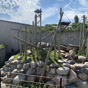 Primates- outdoor Sumatran orangutan exhibit