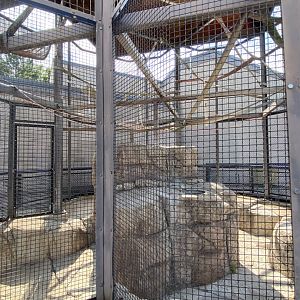 Primates- patas monkey outdoor cage
