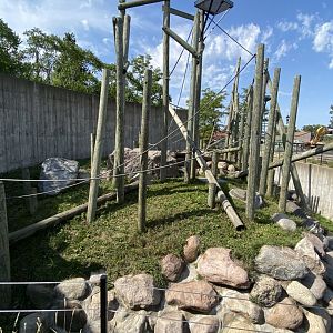 Primates- outdoor Sumatran orangutan exhibit