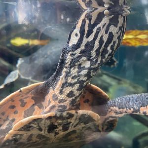 Tropical encounters- turtle Id?