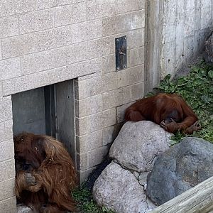 Primates- Sumatran orangutans