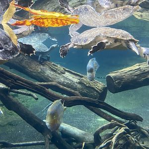 Tropical encounters- Amazon river tank